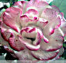 FOTOGRAFIA   DIGITAL  DE    ROSA BLANCA   Y ROJA