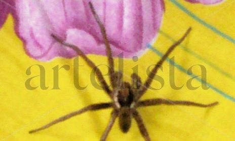 Savila caquetense