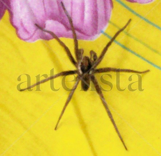 ARAÑA CAQUETENSE Nature Color (Digital)