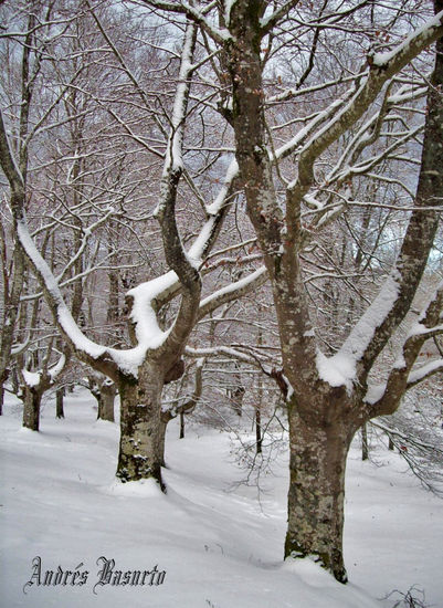 Nieve en otoño Naturaleza Color (Digital)