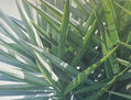 YUCAS