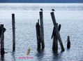 Quietud en el Huapi