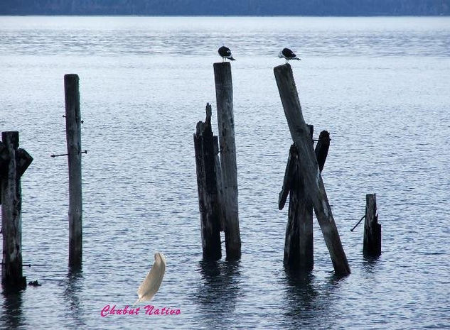 Quietud en el Huapi 