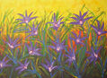 Lilys