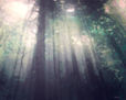 luz en el bosque