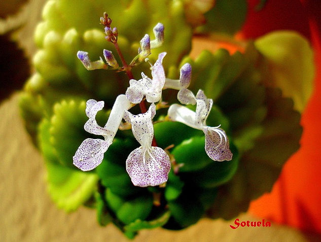 Flor de la planta del dinero Naturaleza Color (Digital)