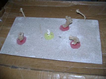 3 corales