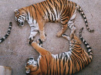 2 tigres y 1 cola...
