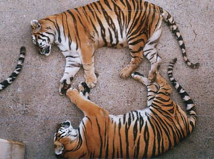 2 tigres y 1 cola...