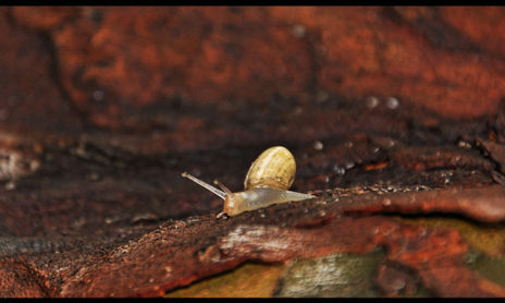 Naturaleza