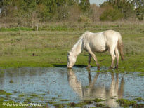 Blancos reflejos