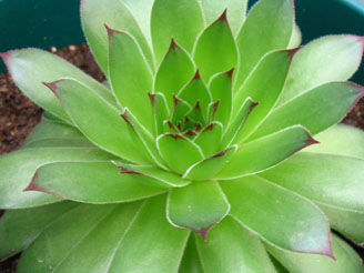 Sempervivum tectorum 