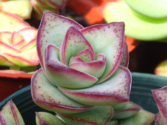 Crassula Óleo