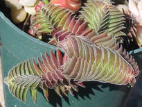 Crassula corymbulosa