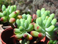 Sedum