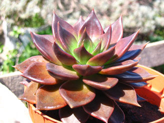 Echeveria affinis 