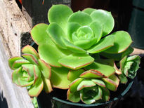 Aeonium sp. 2