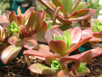 Aeonium