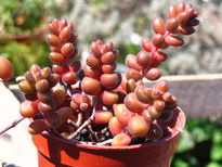 Sedum stahlii