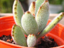 Kalanchoe tormentosa