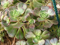 Aeonium sp.