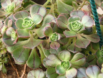 Aeonium sp.