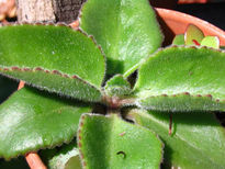 Kalanchoe sp.