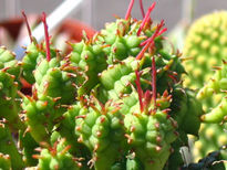 Euphorbia