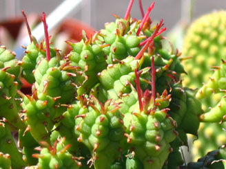 Euphorbia 