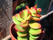 Crassula portulacea