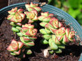 Crassula brevifolia