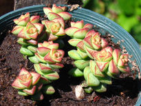 Crassula brevifolia