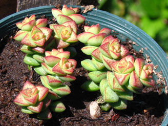 Crassula brevifolia 