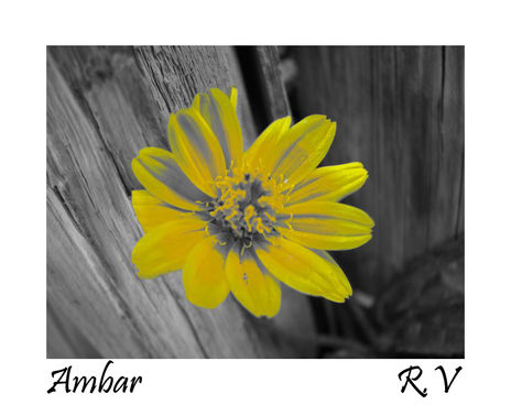 Ambar