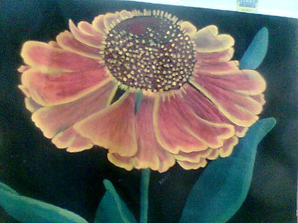 Girasol