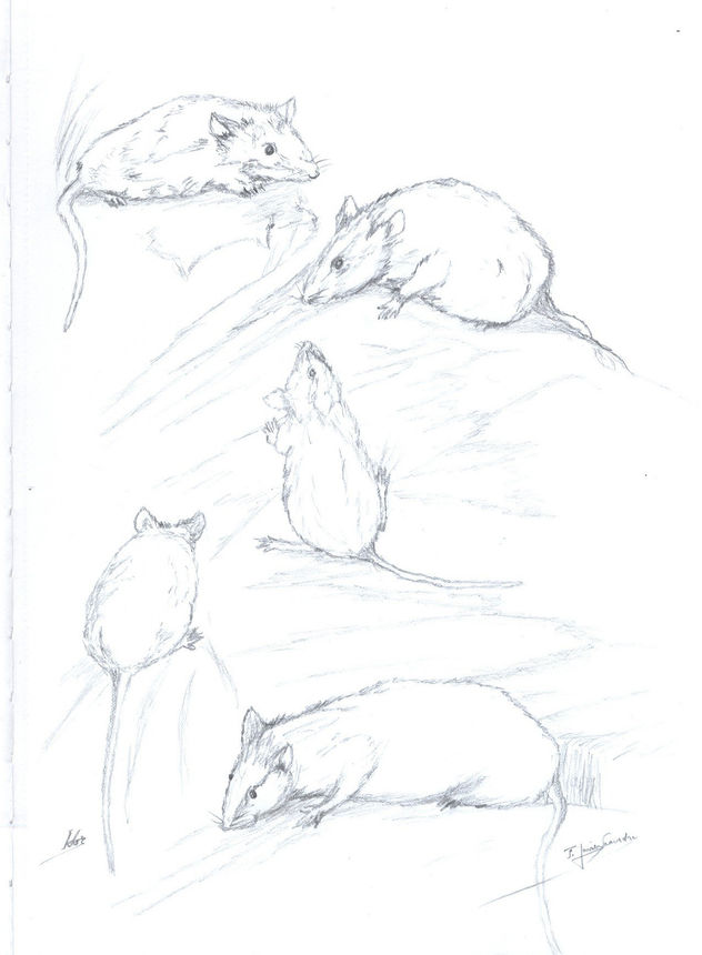 Ratas