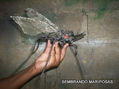 escultura en hierro soldado. insecto