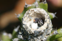 Nacimiento del colibrí