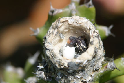 Nacimiento del colibrí