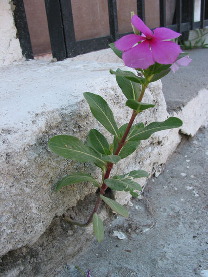 10 dile adios a la flor 