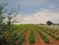 Viñas de Albacete