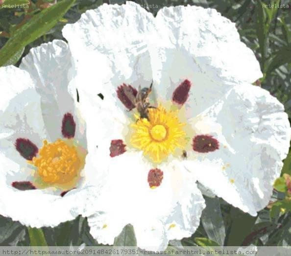 LA ABEJA  EN  LA   FLOR