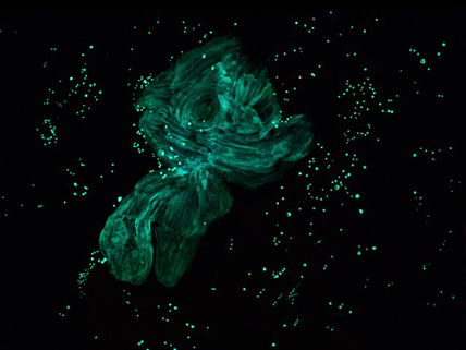Nebulosa del águila...