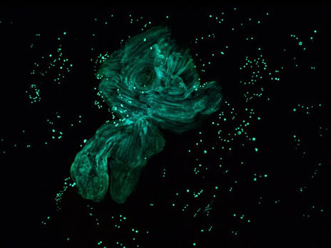 Nebulosa del águila...