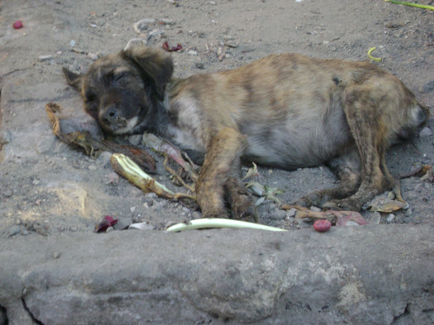 vida de perros 