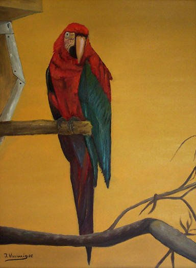 Guacamayo Oil Canvas Animals