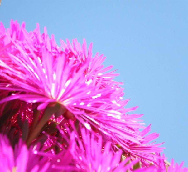 Flor morada Nature Color (Digital)