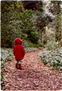 CAPERUSITA ROJA