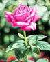 Flor., rosa iii.