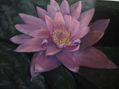 FLOR DE LOTO